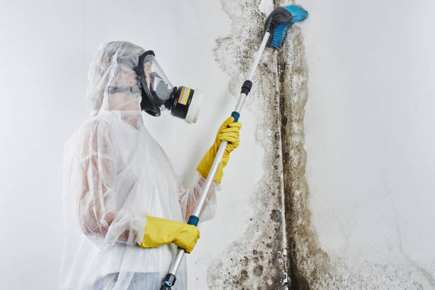 Best Mold Damage Repair  in Edmundson, MO