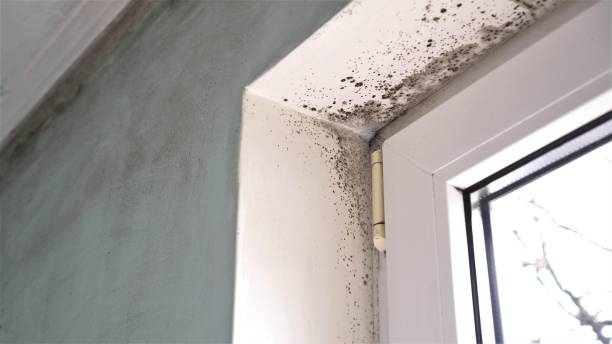 Best Commercial Mold Removal  in Edmundson, MO