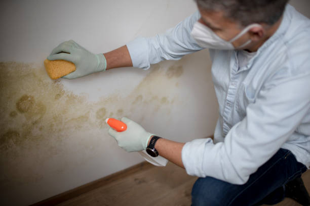 Best Local Mold Removal Service  in Edmundson, MO