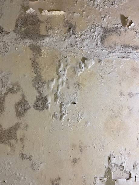 Best Professional Mold Removal  in Edmundson, MO