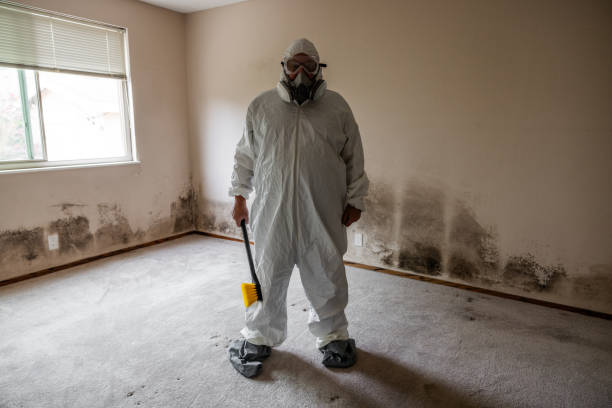 Best Mold Testing and Removal  in Edmundson, MO