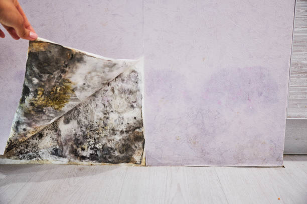 Best Crawl Space Mold Removal  in Edmundson, MO